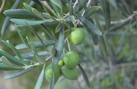 olive tree - Olea oleaster