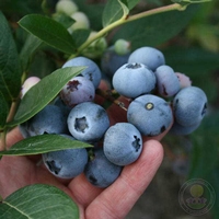 Vaccinium Denise Blue - Essbare früchte