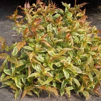 Diervilla rivularis Honey Surprice®