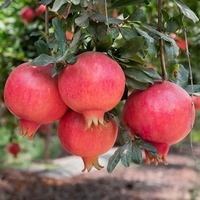 Punica granatum Seedles Mollar De Elche