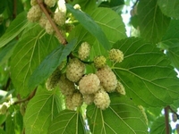 Morus Alba – Weißer Maulbeerbaum - Essbare früchte