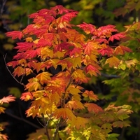 Acer cirninatum - Érable à feuilles de vigne