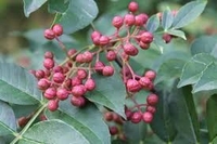 Zanthoxylum Bungeanum - Sichuan peper
