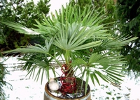 Trachycarpus fortunei - Winterharte Palme