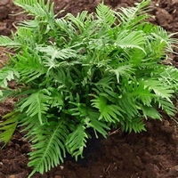 Polypodium vulgare ‚Whitley Giant‘ Immergrüner Eichenblatt