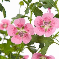 Anisodontea capensis