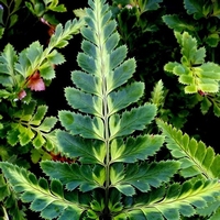 Arachnioides aristata variegata - Spinnennetzfarn