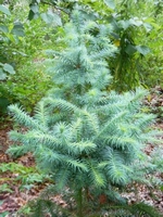 Cunninghamia lanceolata Scented Chinese cedar tree