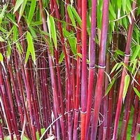 Bamboo red  Fargesia Asian wonder  Non-invasive