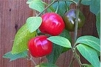 Capsicum pubescens     Rote mehrjährige Baumpeper