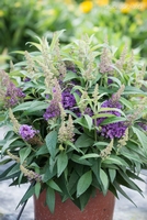 Buddleja BC®Litle Lila - Zwerg schmetterlingsstrauch