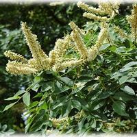 Maackia amurensis  Summer-flowering tree