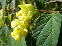 Corylopsis glabrescens  Fragrant winter hazel