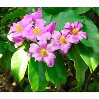 Pereskia grandifolia Cactus comestible à feuilles culinaires