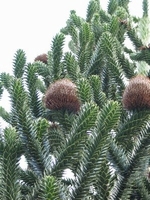 Aurocaria arocana Désespoir des singes Graines comestibles