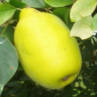 Pseudocydonia sinensis - Essbare Chinesische Quitte