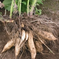 Yacon   Pomme de terre des Andes