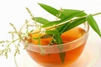 Lippia citriodora Golden Wind Stark duftende Zitronenverbene