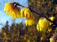 Chimonanthus praecox   Strongly scented mock orange