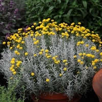 Santolina chamaecyparissus Aromatischer mediterraner Strauch