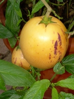 Pepino - Solanum muricanum - Essbare früchte
