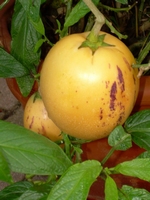 Pepino - Solanum muricanum