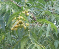 Sapindus mukorossi detergens - Arbre à noix de lavage