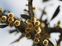 Hymenanthera Angustifolia  Baum mit stark süßem Duft