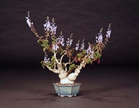 Plectranthus Ernstii Bonsaï succulent aromatique culinaire