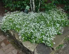 Galium odoratum  Fragrant ground cover