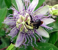 Passiflora incarnata Comestible et médicinale