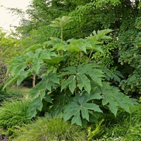 Tetrapanax papyriferum Giant rice paper plant