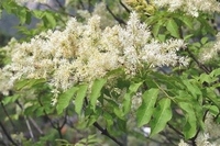 Fraxinus Chinensis Heilende chinesische Winteresche