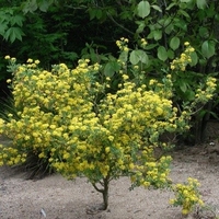 Coronilla valentina Duftende Blüten