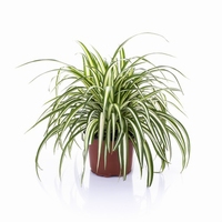 Chloropytum  Plante d'intérieur purificatrice d'air