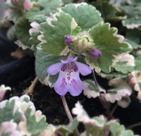 Glechoma hederacea “Variegata”  Culinaire et médicinal