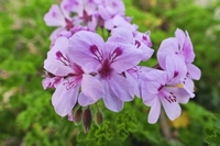 Pélargonium Copthorne culinaire Parfum de rose