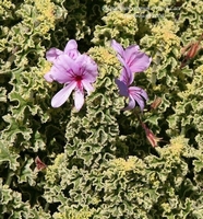 Pelargonium Crispum minor variegatum-Anti-moustique Culinair