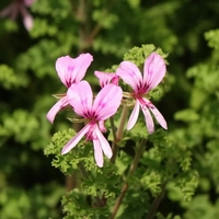 Pelargonium Crispum minor-citronné Anti-moustiques Culinaire