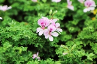 Pelargonium citrosum - Anti-Mücken-Zitronengeranie