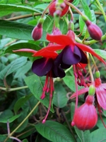 Fuchsia lady Boothby - Kletterpflanze
 - Winterhart