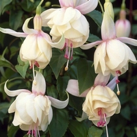 Fuchsia Annabelle Fuchsia rustique à fleurs doubles