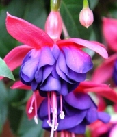 Fuchsia Dollar Princess - Doppelte winterharte Fuchsie