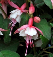 Fuchsia Lady Thumb - Doppelte winterharte Fuchsie