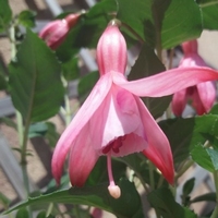 Fuchsia Schrimp Cocktail - Doppelte winterharte Fuchsie