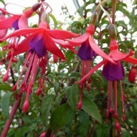 Fuchsia Ricacartonii Hybride - Essbare süße Beeren