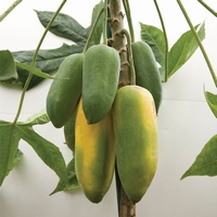 Papaya Babaco Selbstbestäubend Schön als Zimmerpflanze