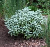 Salvia officinalis Berggarten Kulinarisch Zieht Schmetterlin