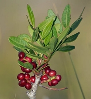 Pistacia lentiscus - Plante très aromatique