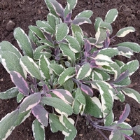 Salvia tricolor Kulinarisch Zieht Schmetterlinge an